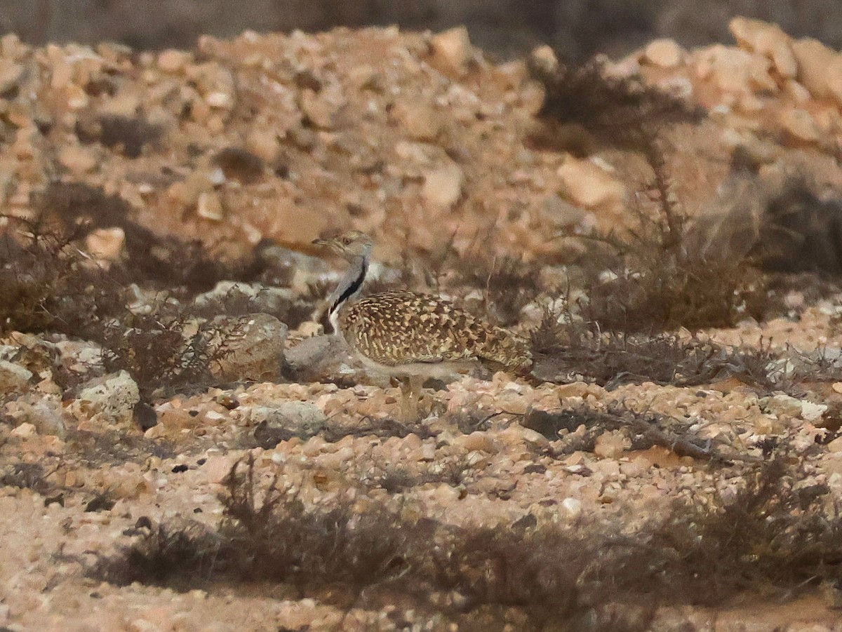 Outarde houbara (fuertaventurae) - ML623703590