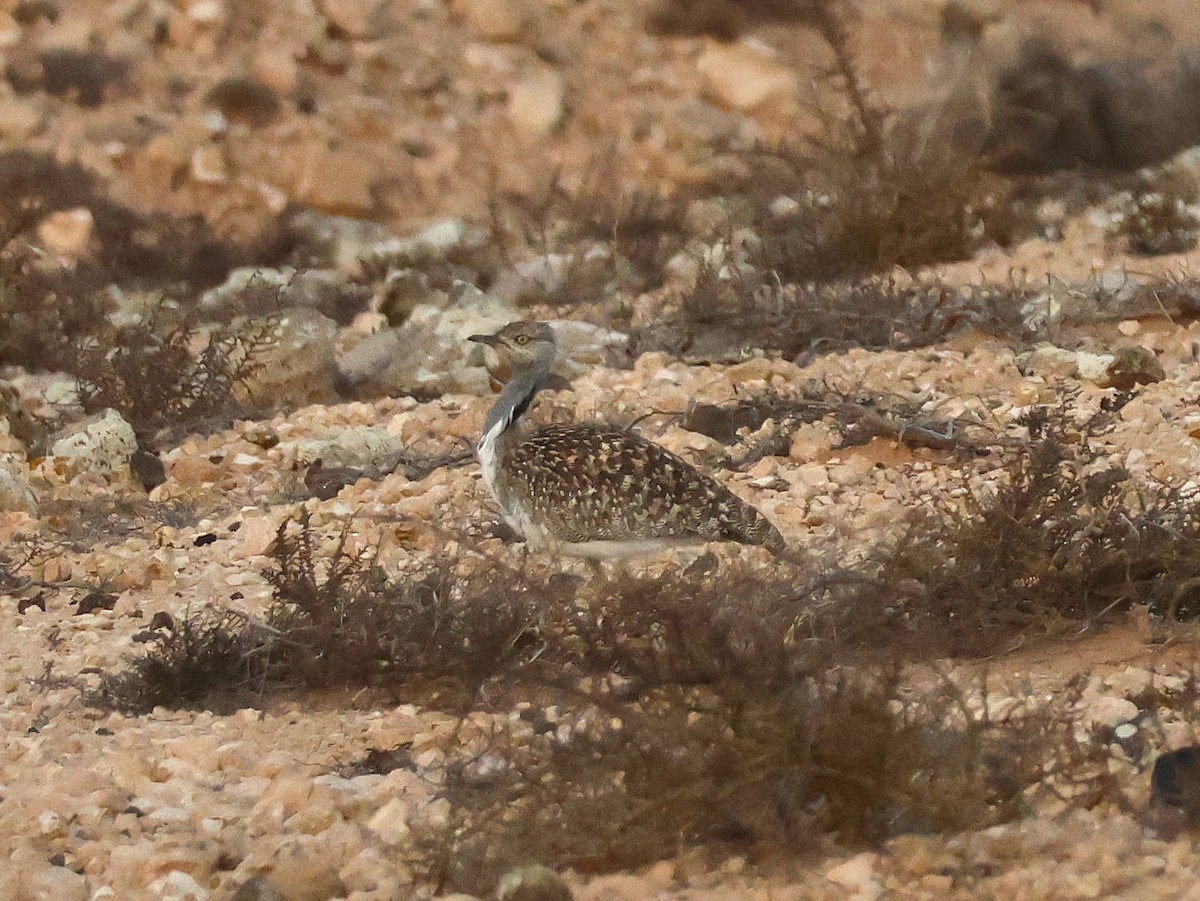 Outarde houbara (fuertaventurae) - ML623703591