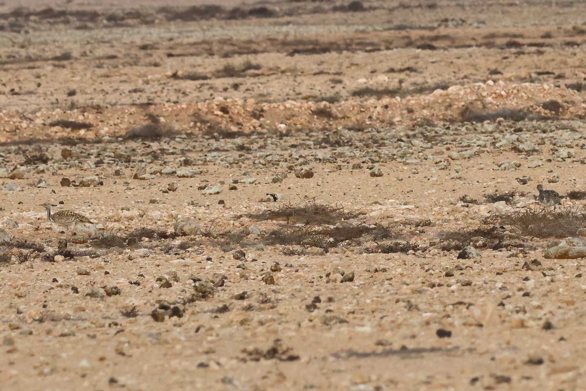 Outarde houbara (fuertaventurae) - ML623703592