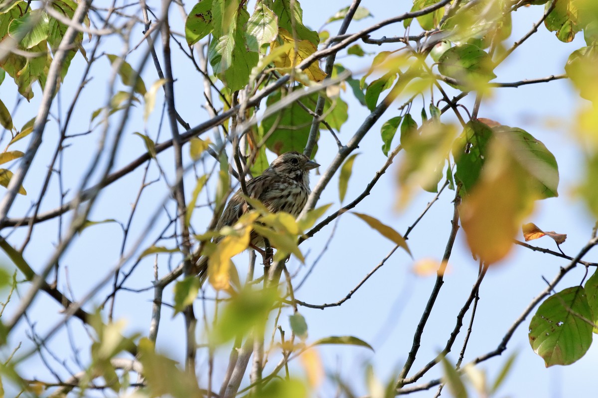 Song Sparrow - ML623703599