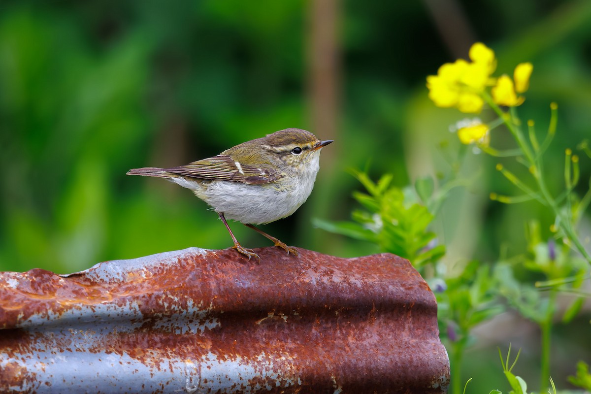 Yellow-browed Warbler - Woochan Kwon