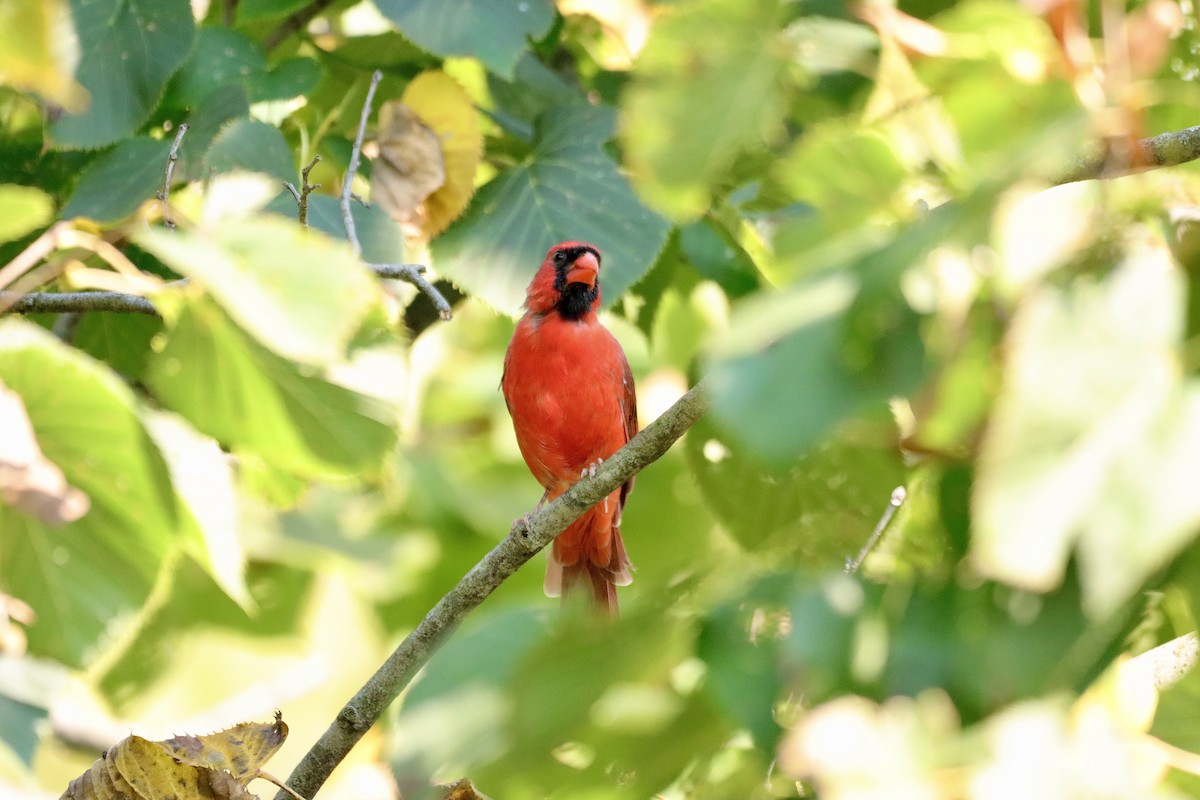 Northern Cardinal - ML623703609
