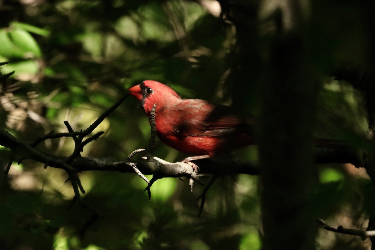 Northern Cardinal - ML623703610