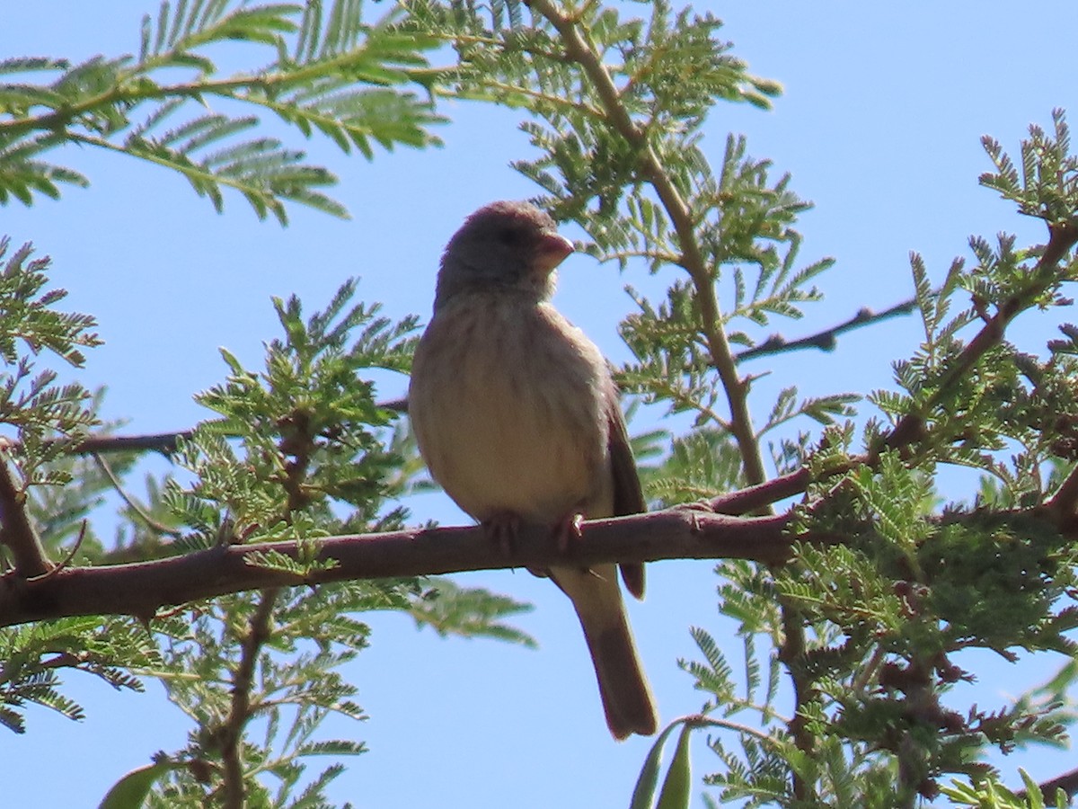 Arabian Serin - ML623703611