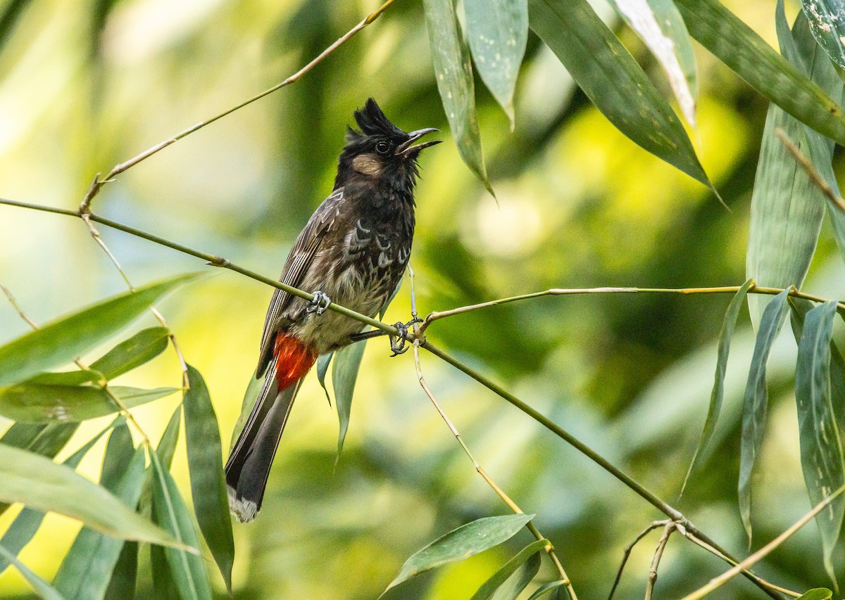 Red-vented Bulbul - ML623703612