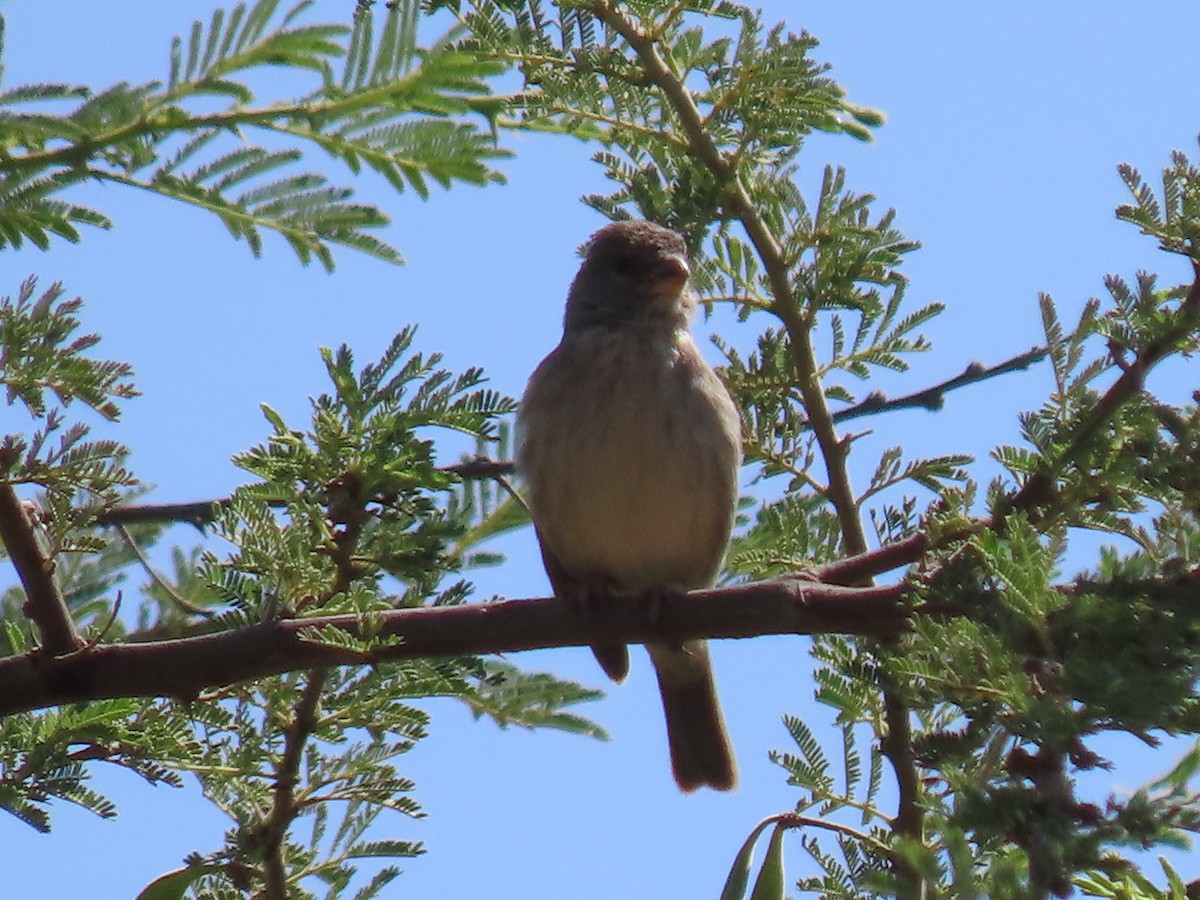 Arabian Serin - ML623703613