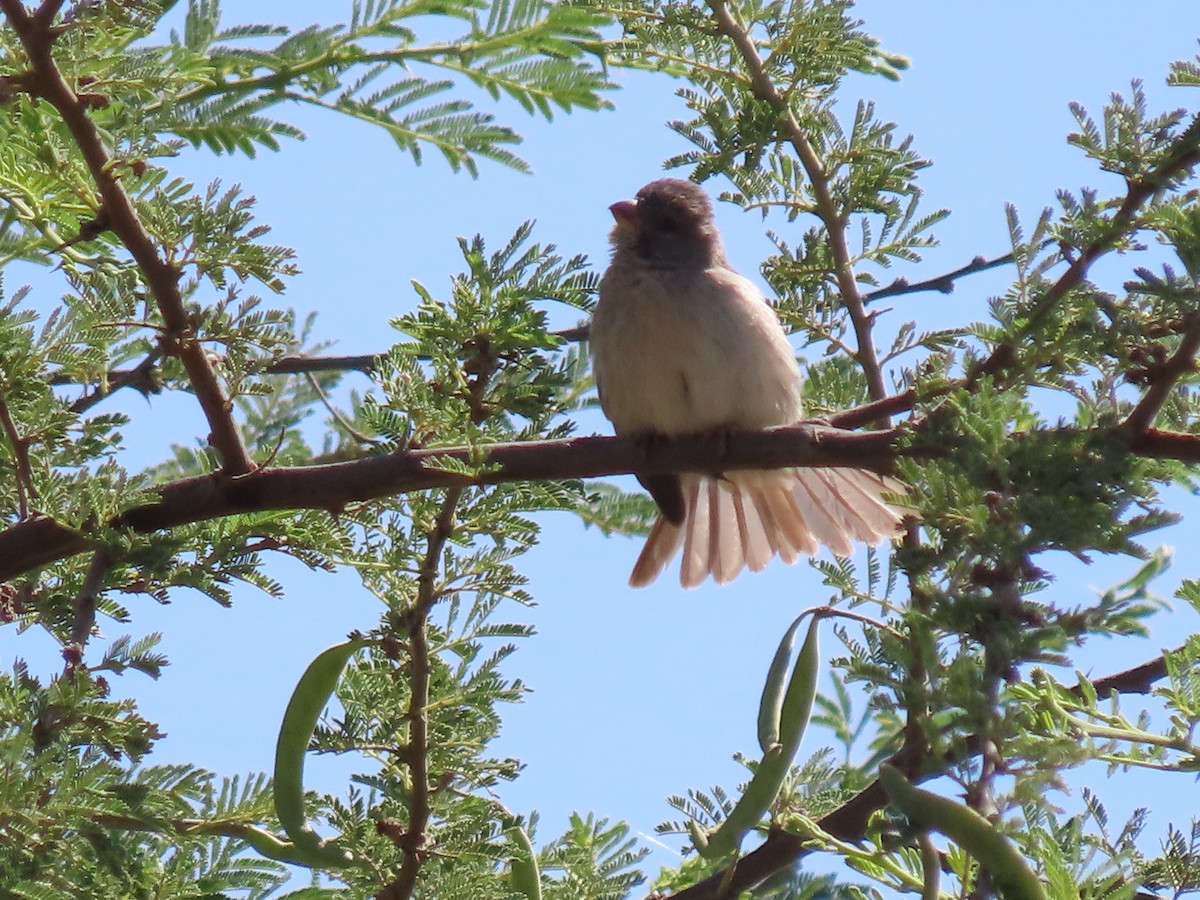Arabian Serin - ML623703614
