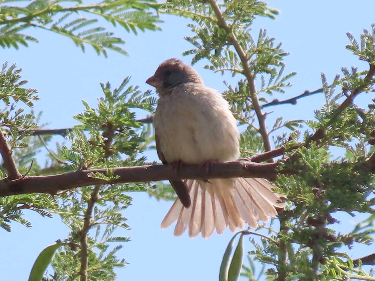 Arabian Serin - ML623703615