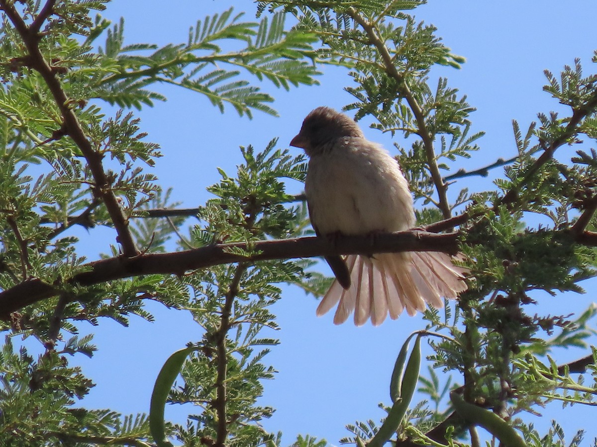 Arabian Serin - ML623703616