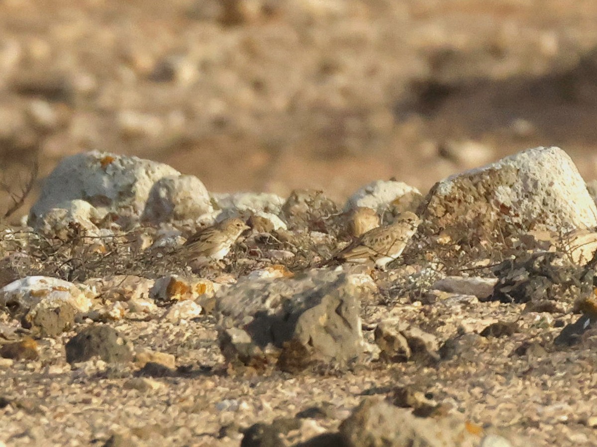 Mediterranean Short-toed Lark - Toby Carter