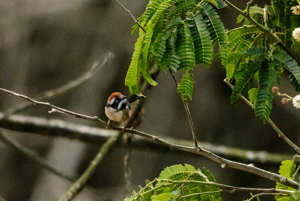 Black-throated Tit - ML623703629