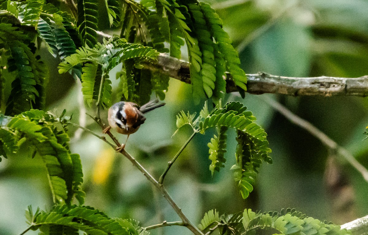 Black-throated Tit - ML623703630