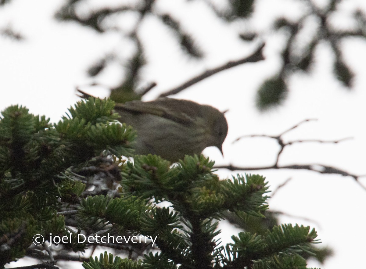 Cape May Warbler - ML623703643