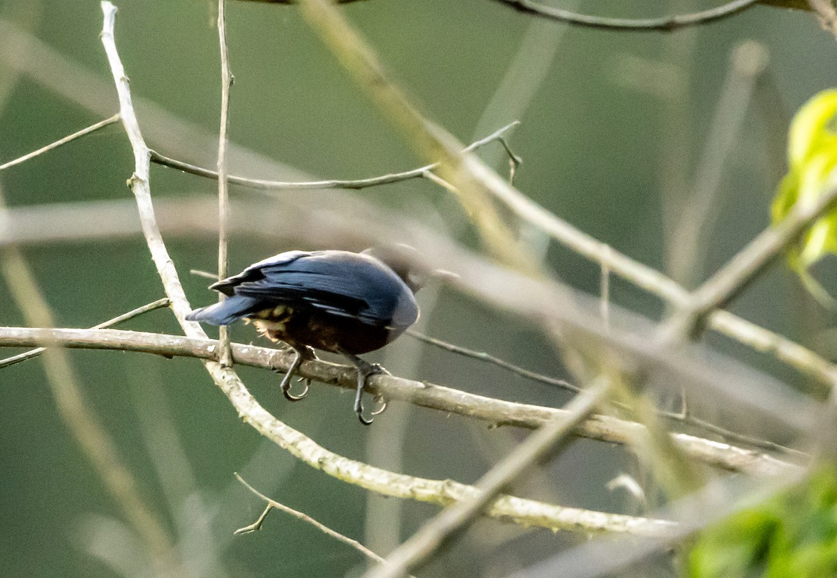 Chestnut-bellied Nuthatch - ML623703648