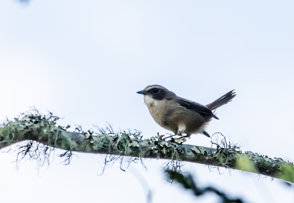 Gray Bushchat - ML623703672