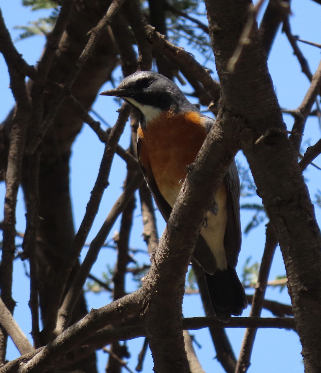 White-throated Robin - ML623703674
