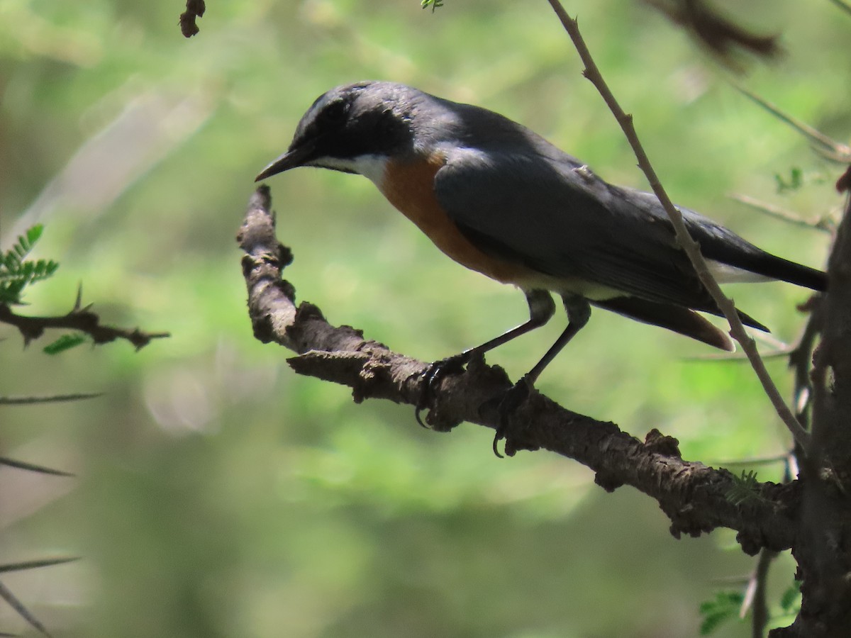 White-throated Robin - ML623703676