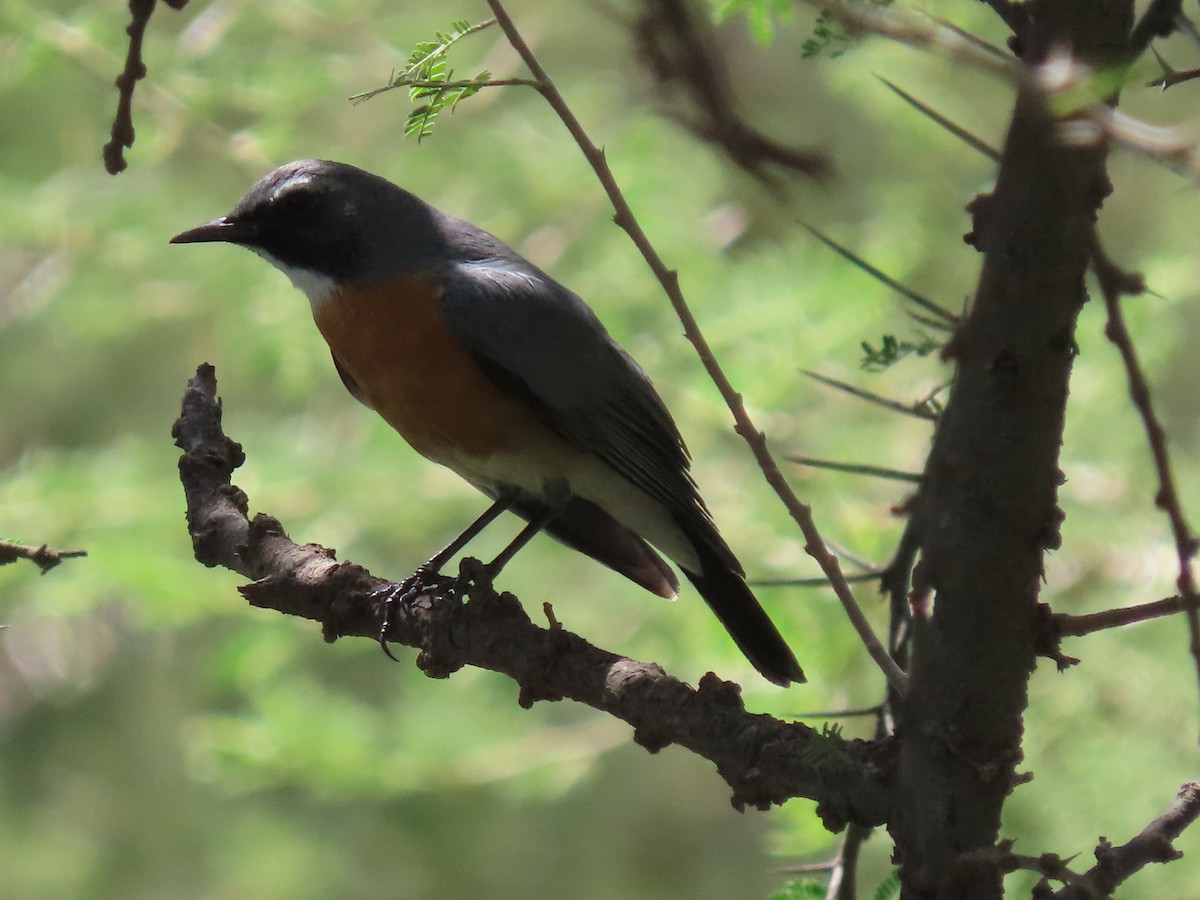 White-throated Robin - ML623703677