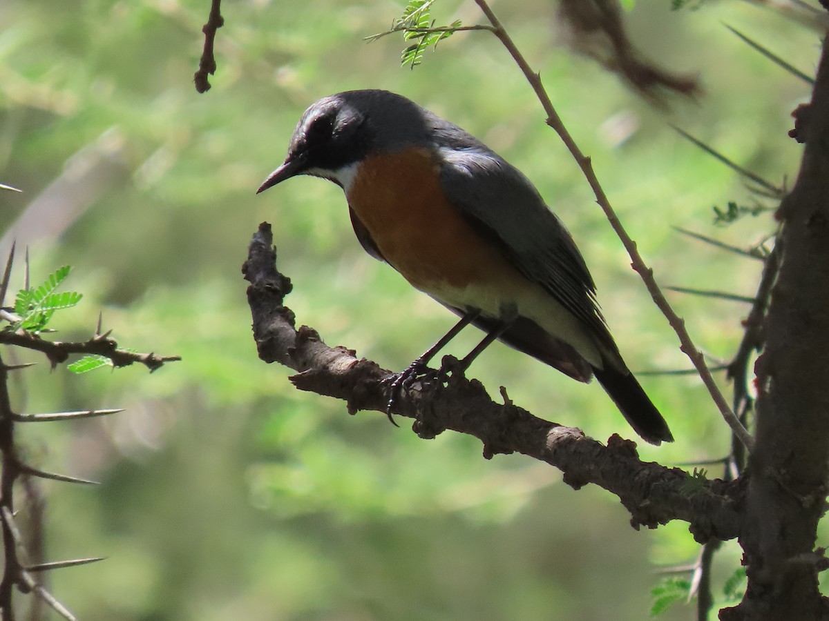 White-throated Robin - ML623703678