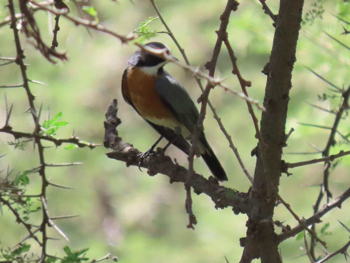 White-throated Robin - ML623703679