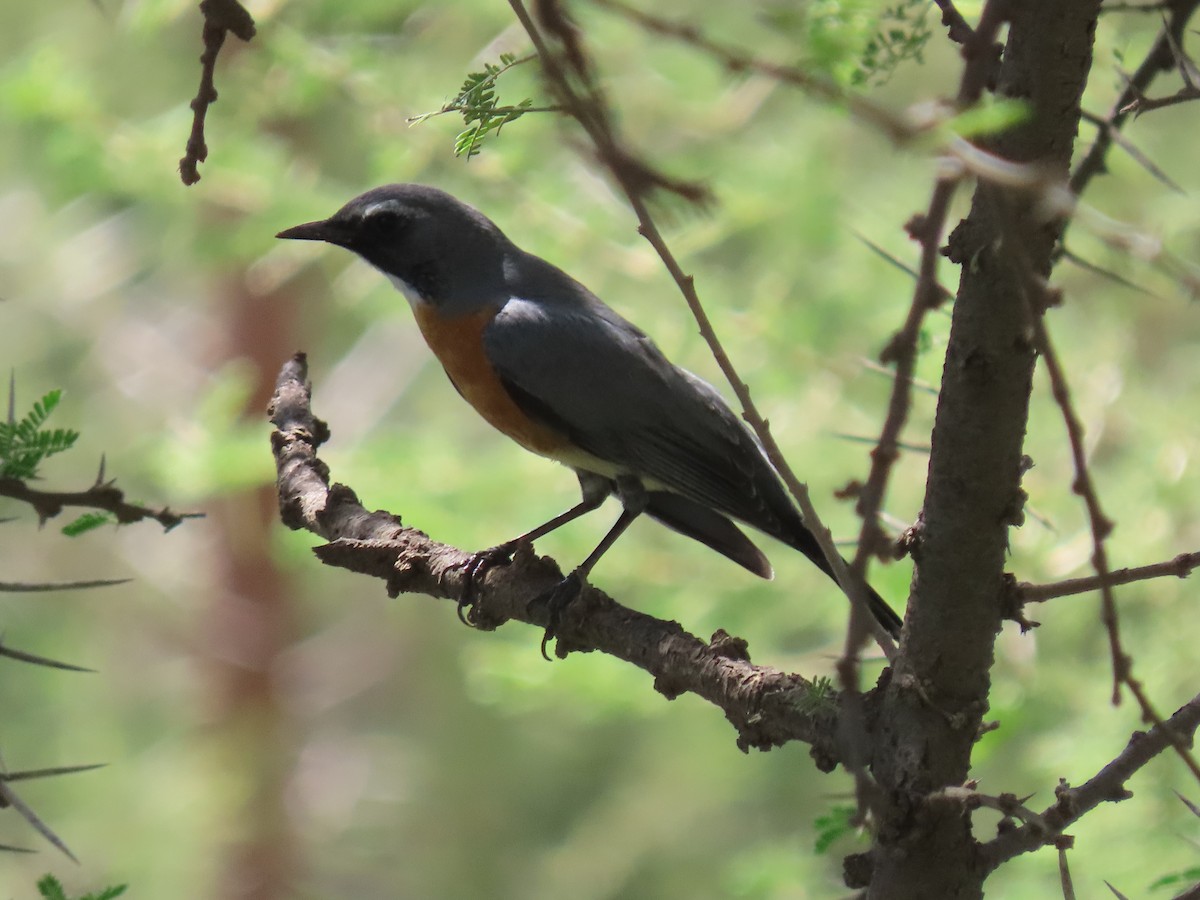 White-throated Robin - ML623703680