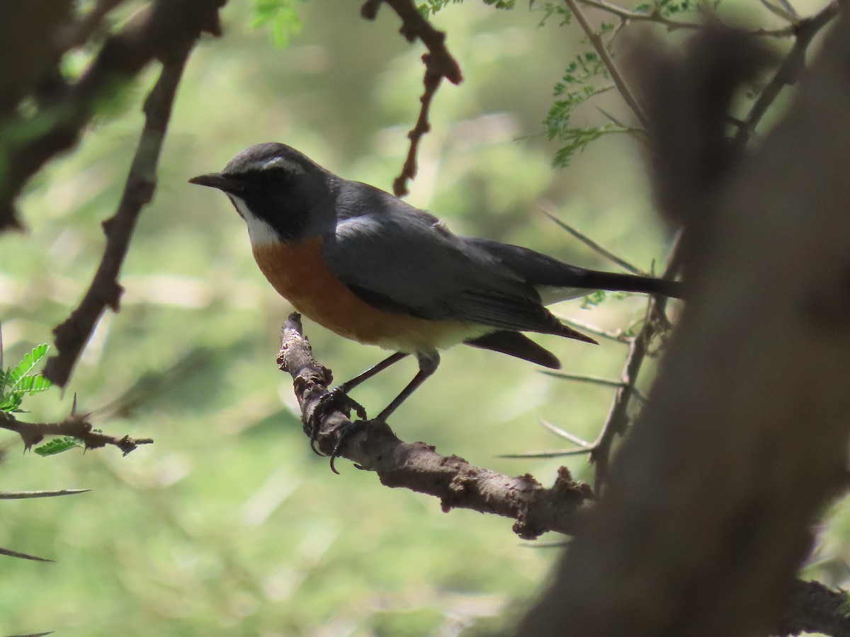 White-throated Robin - ML623703681