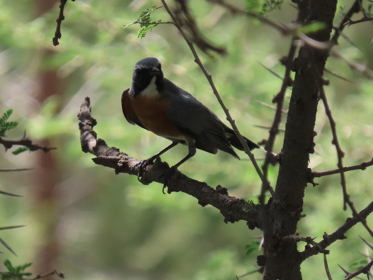 White-throated Robin - ML623703682