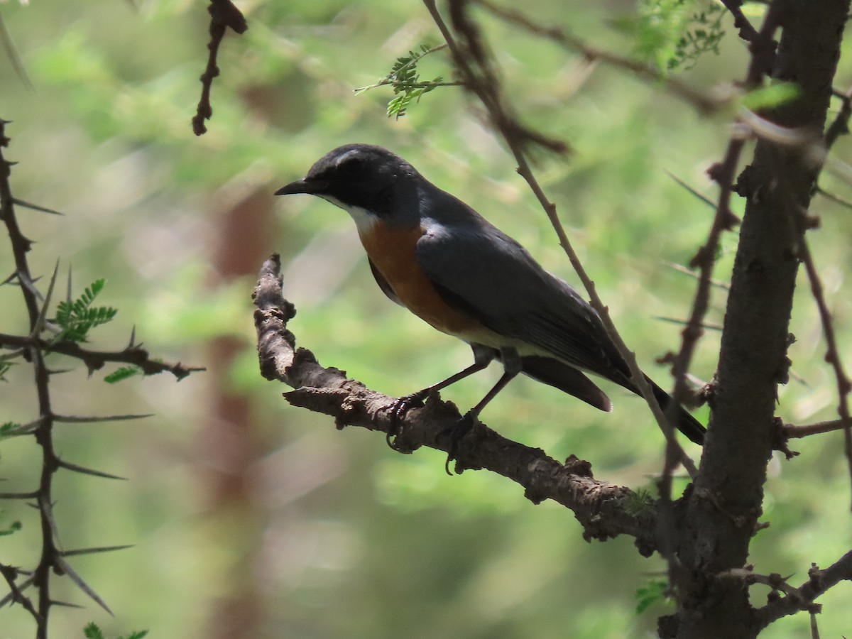 White-throated Robin - ML623703683