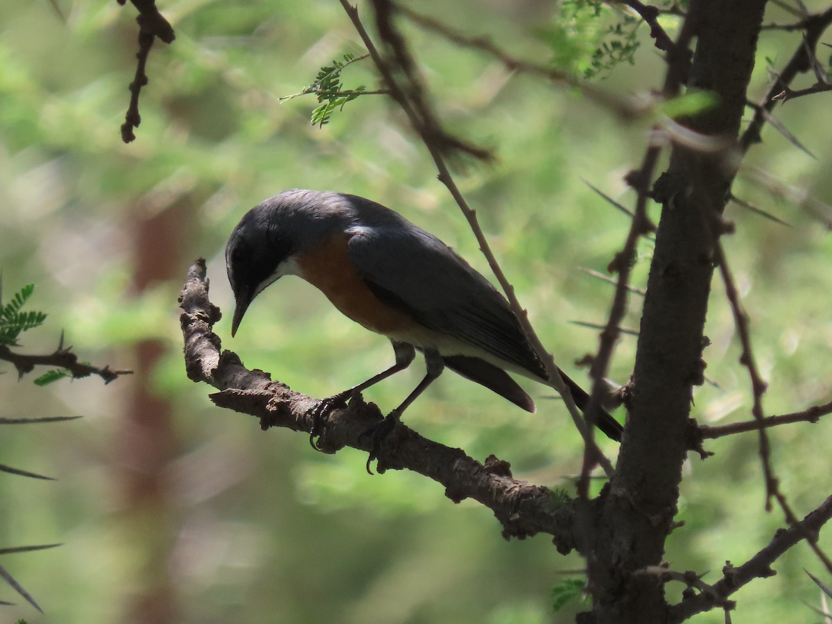 White-throated Robin - ML623703684