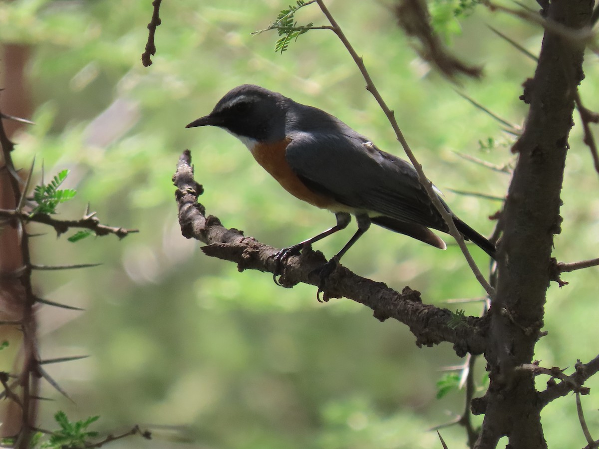 White-throated Robin - ML623703685