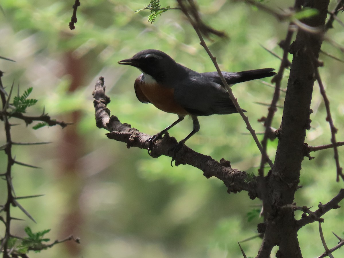 White-throated Robin - ML623703686