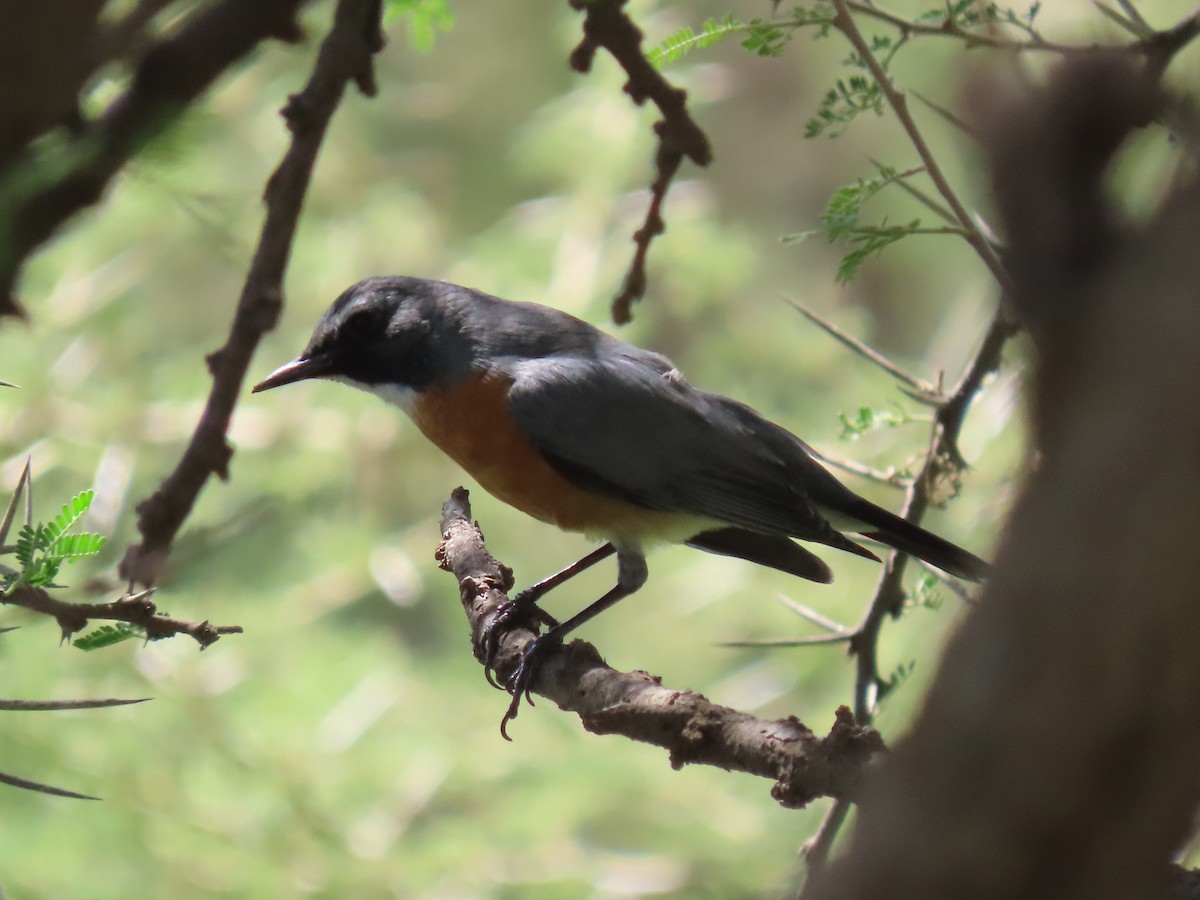 White-throated Robin - ML623703687