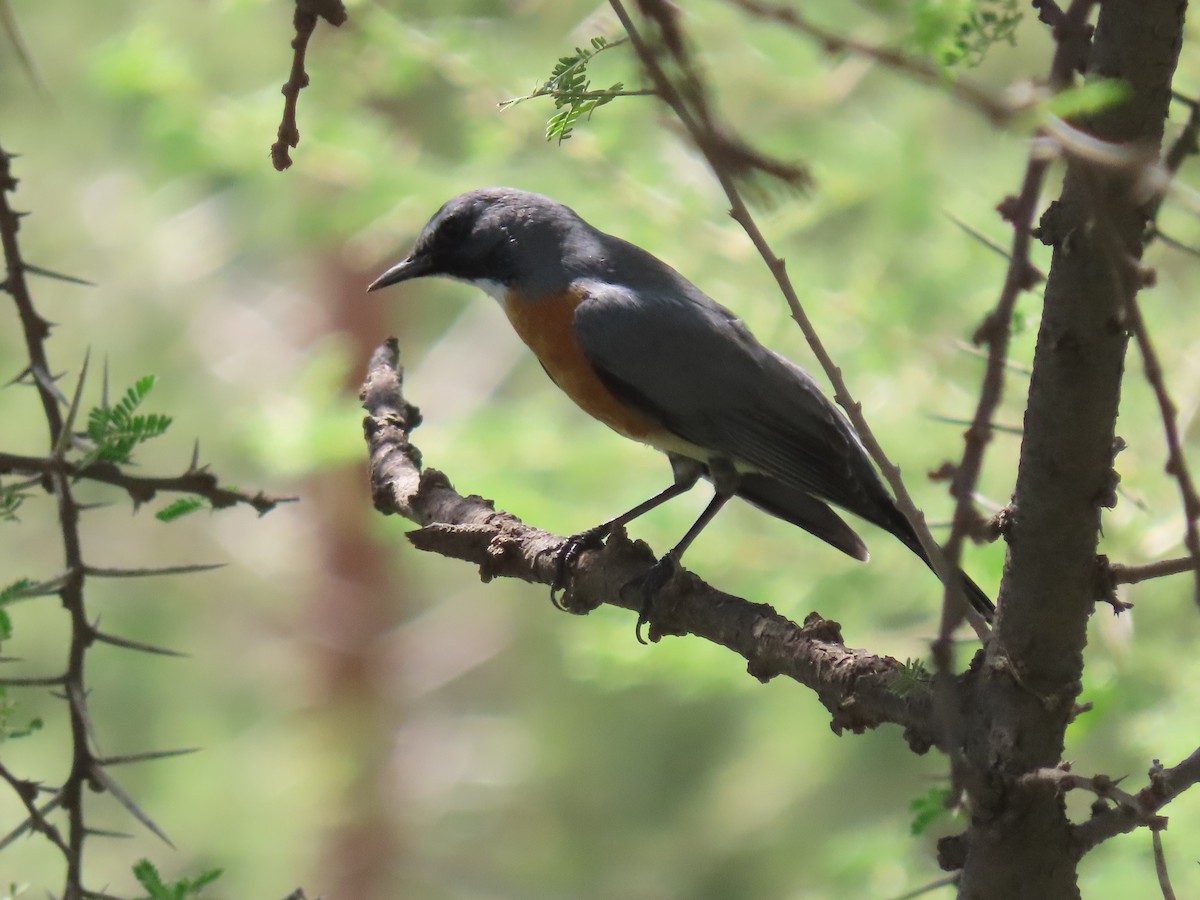 White-throated Robin - ML623703688