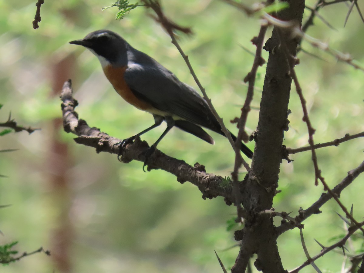 White-throated Robin - ML623703689