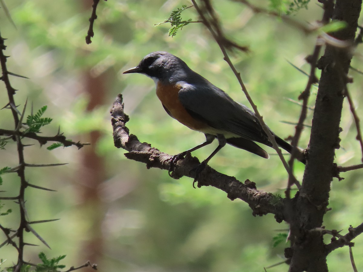 White-throated Robin - ML623703690