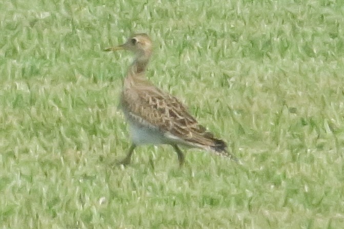 Upland Sandpiper - ML623703702