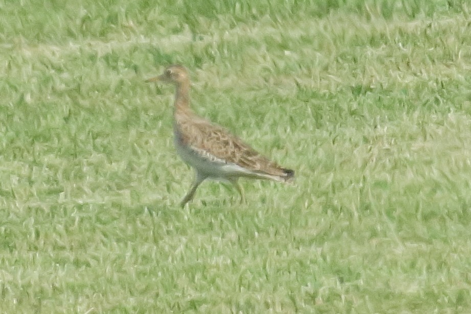 Upland Sandpiper - ML623703703