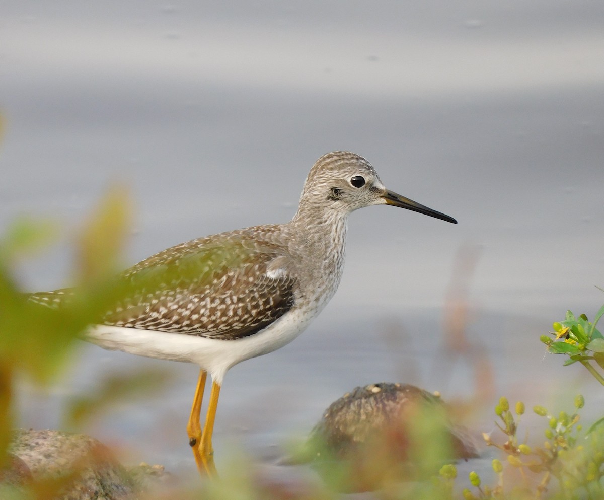 gulbeinsnipe - ML623703744