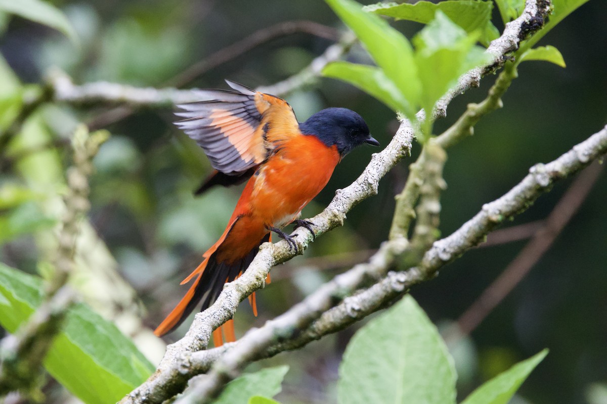 Gray-chinned Minivet - ML623703748