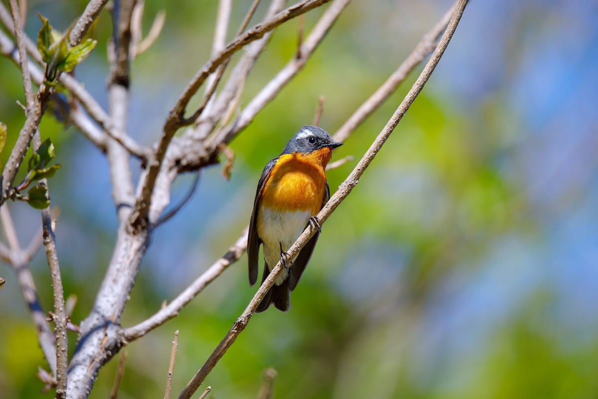 Mugimaki Flycatcher - ML623703759