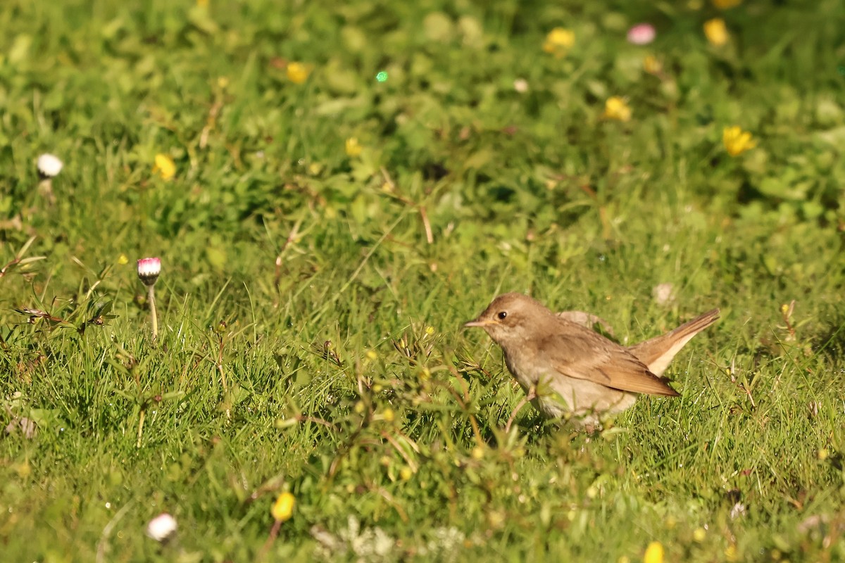 Thrush Nightingale - ML623703819