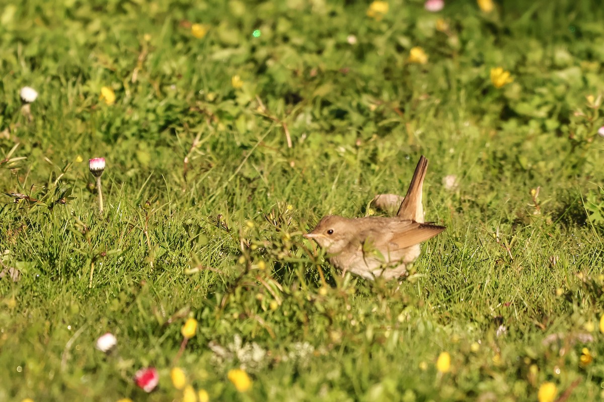 Thrush Nightingale - ML623703820