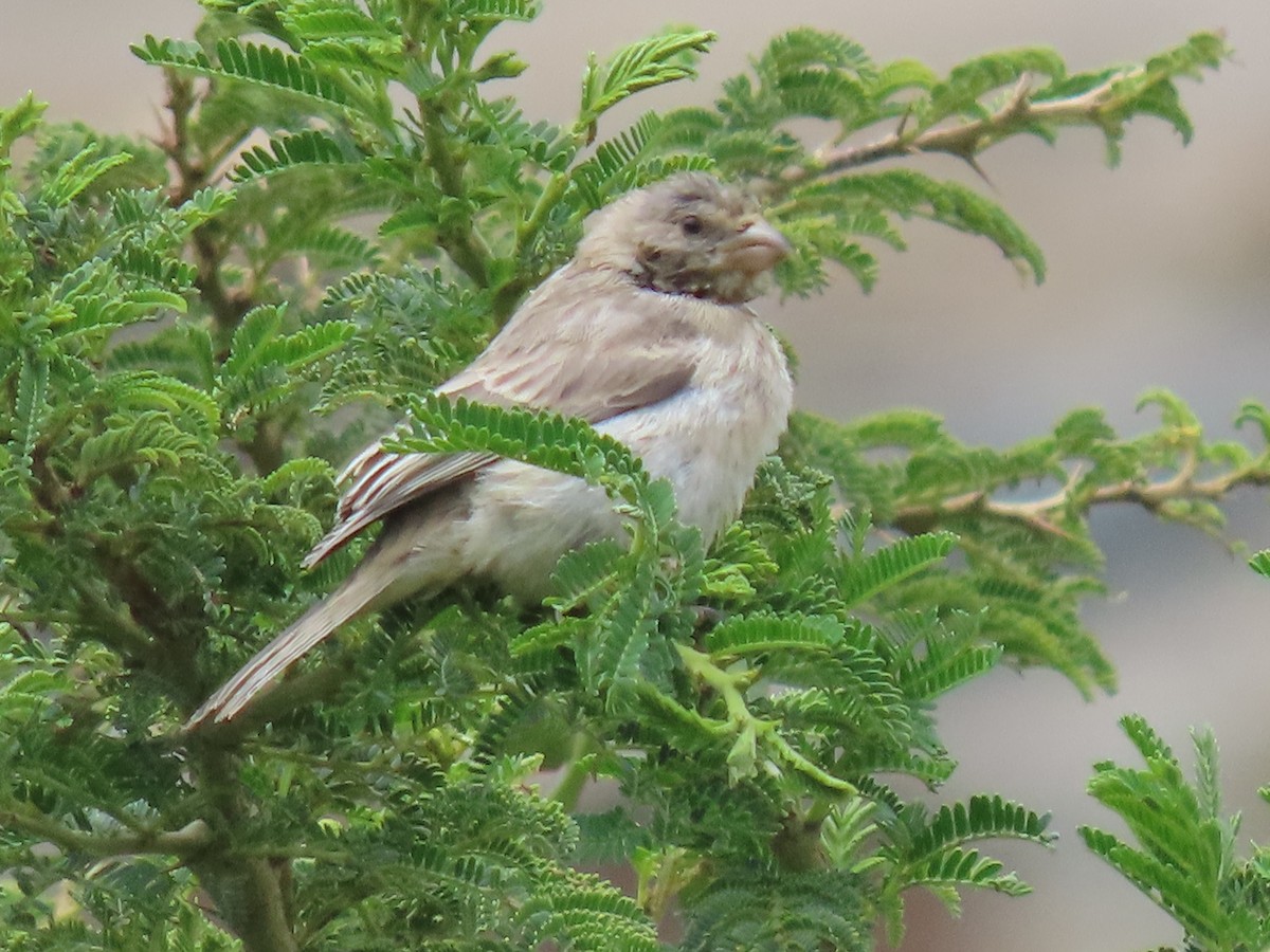 Olive-rumped Serin - Thomas Brooks