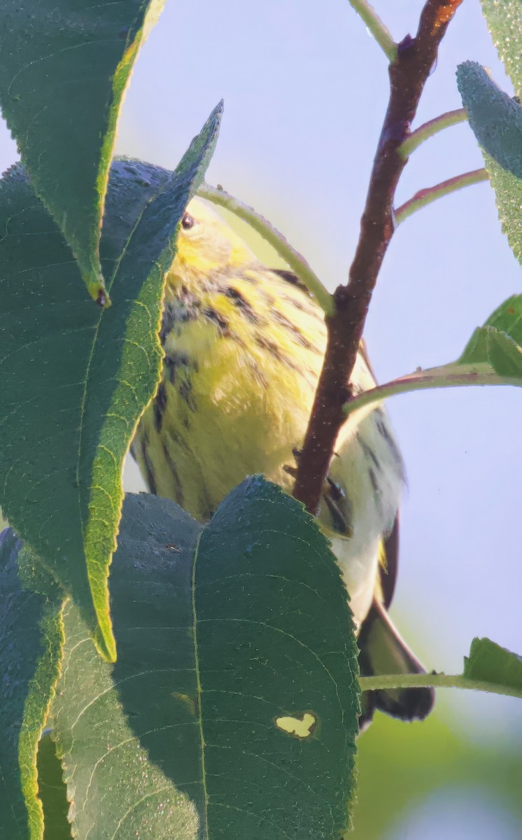 Cape May Warbler - ML623703914