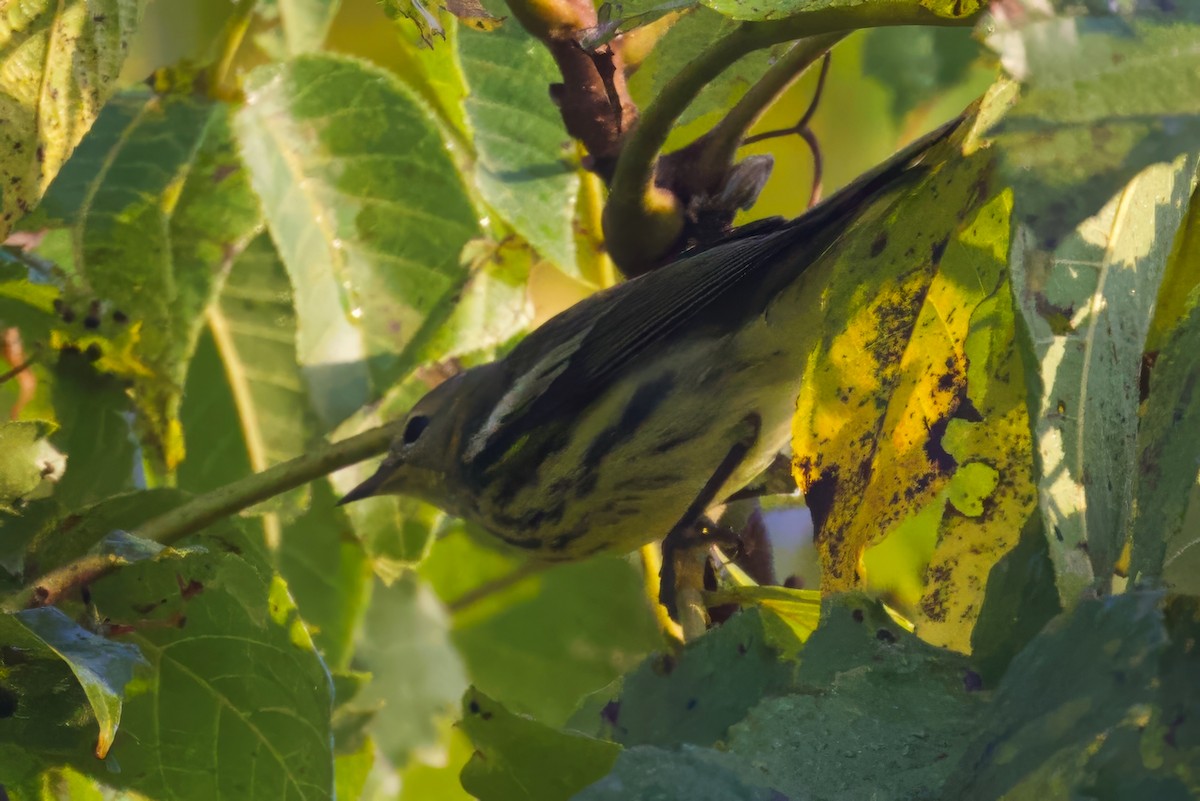 Cape May Warbler - ML623703915