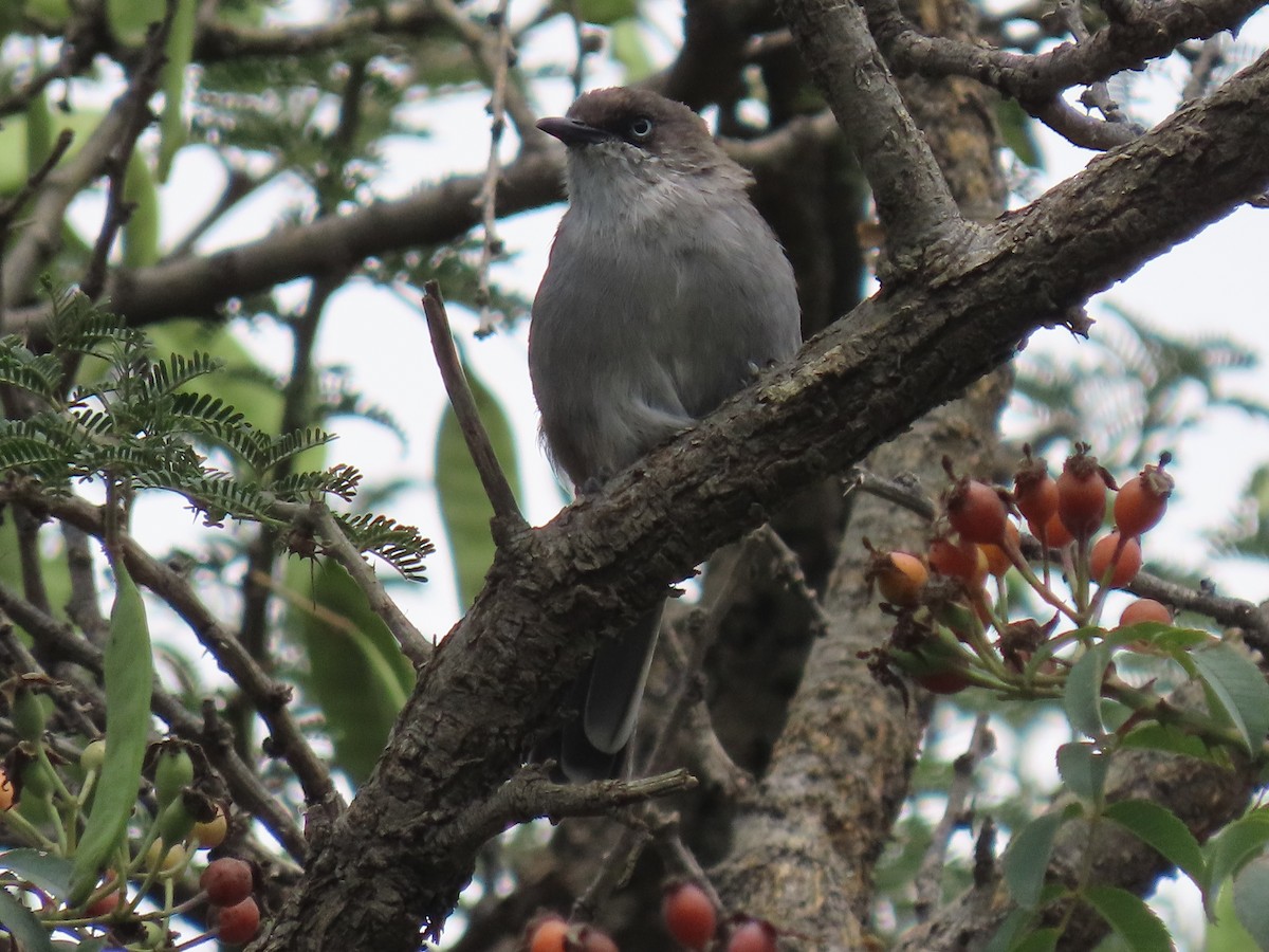 Yemen Warbler - ML623703955