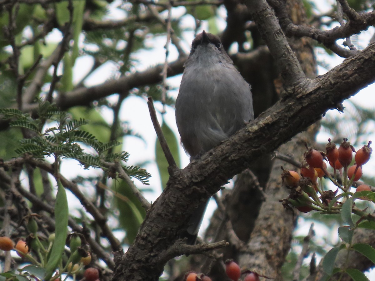 Yemen Warbler - ML623703958