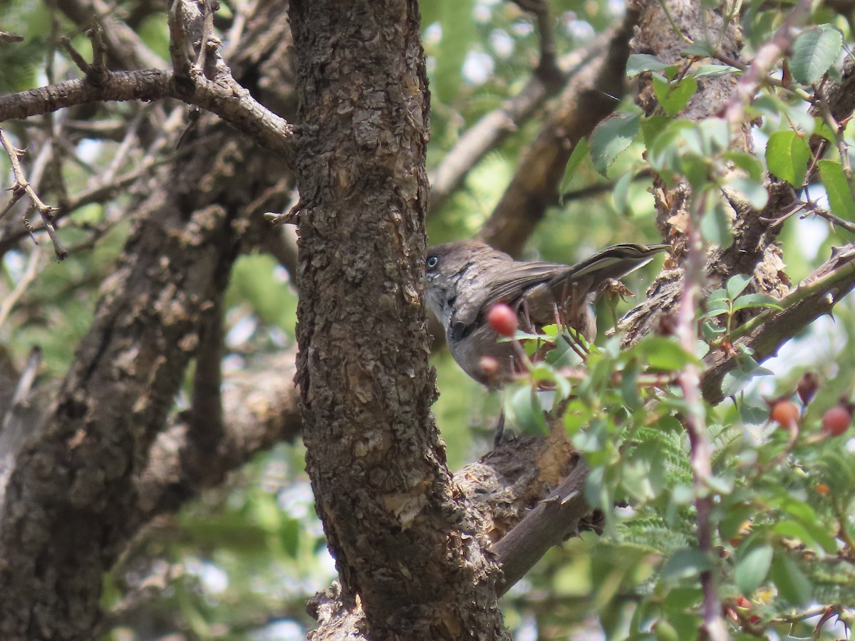 Yemen Warbler - ML623703960