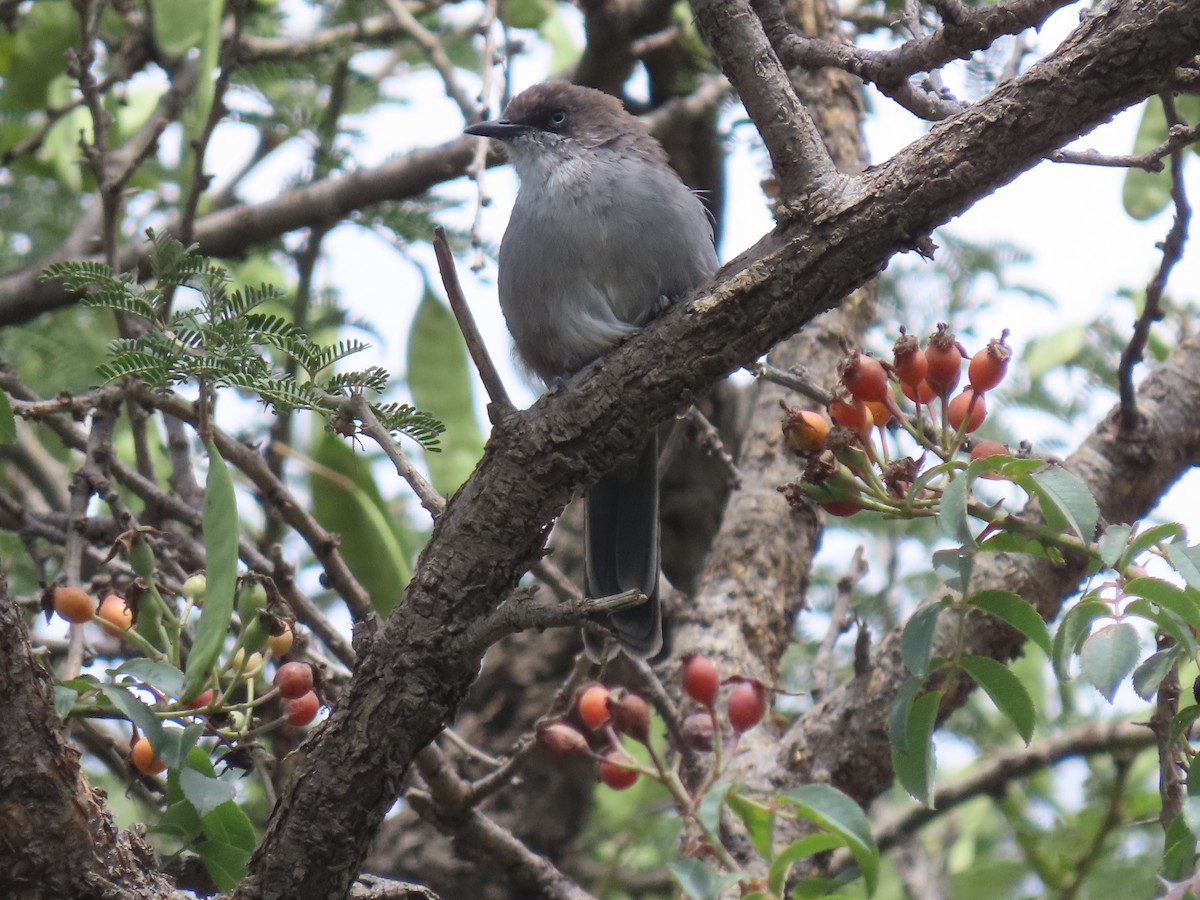 Yemen Warbler - ML623703961