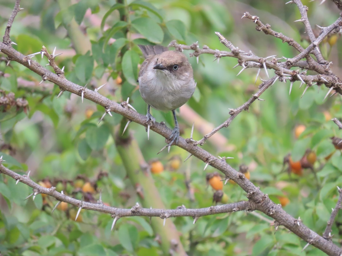 Yemen Warbler - ML623703962